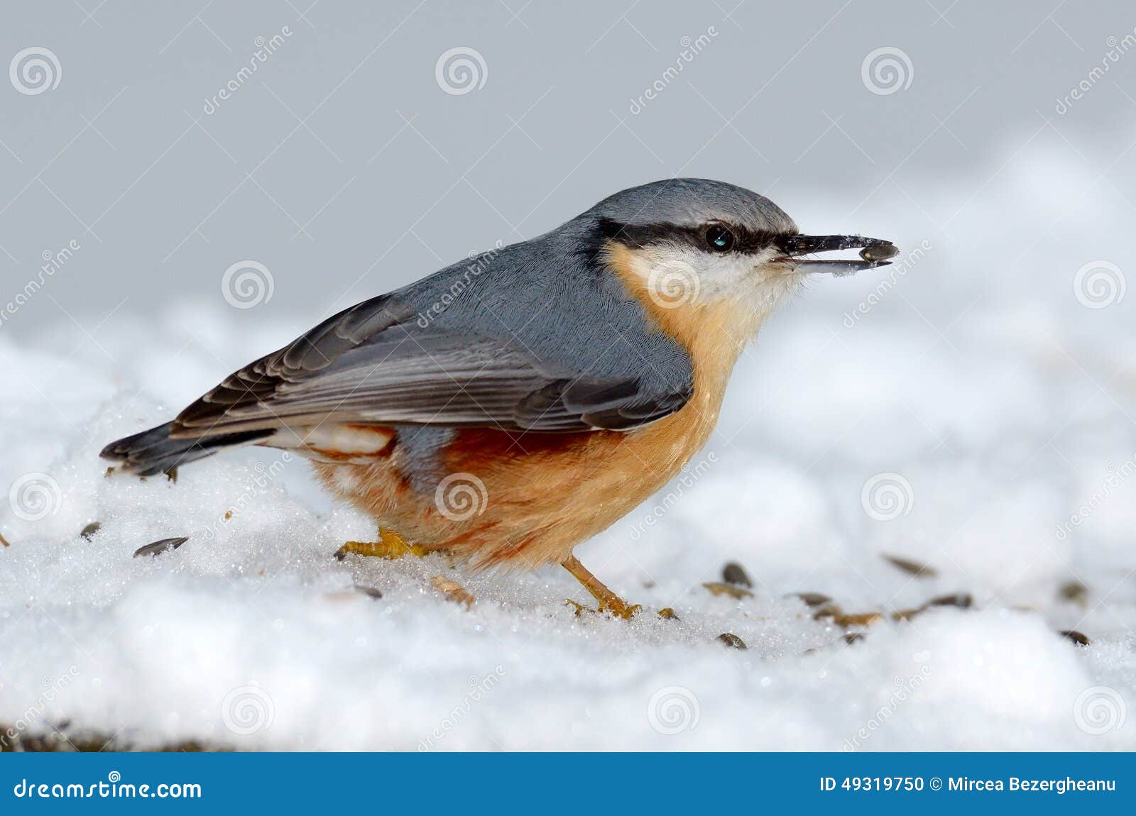 Nuthatch bird in natural habitat (sitta europaea). Nuthatch bird in natural habitat in winter (sitta europaea)