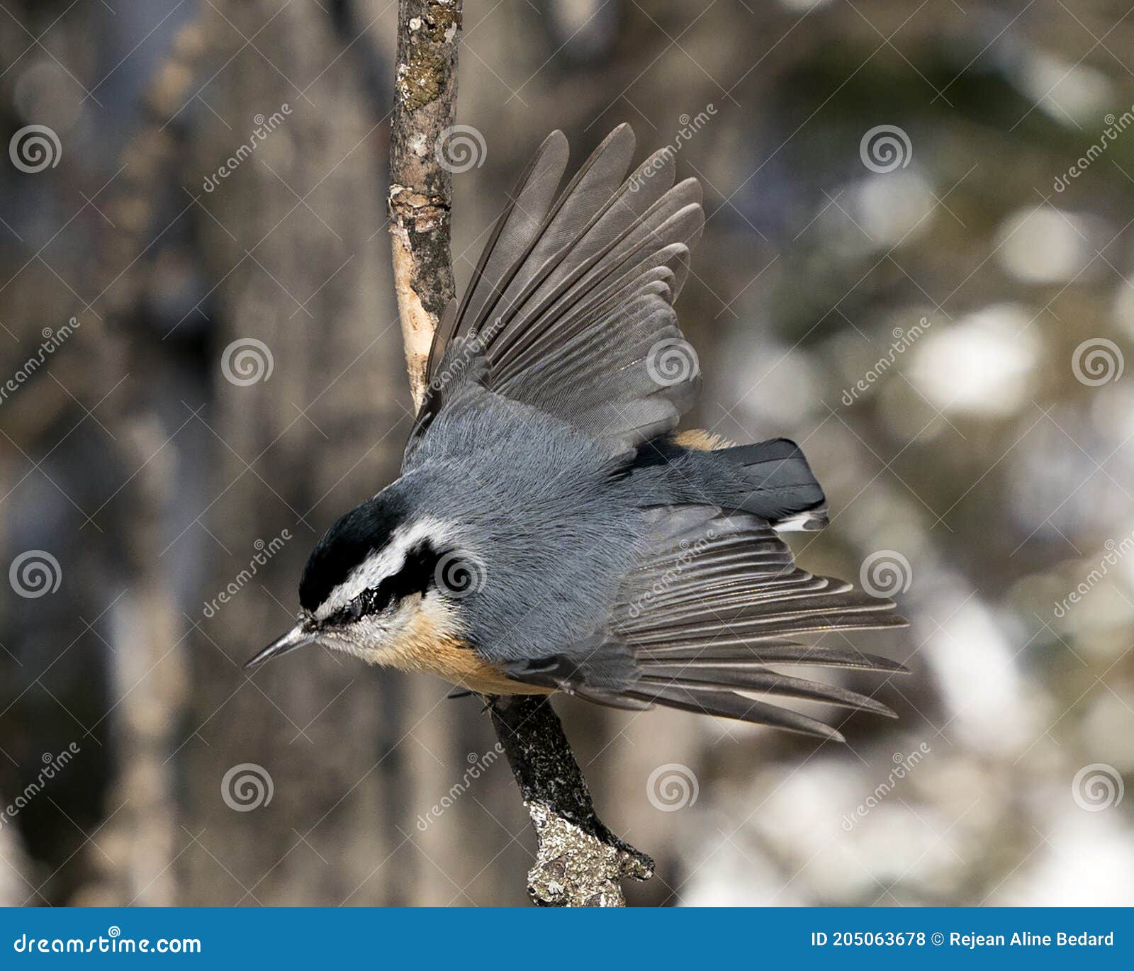 nuthatch stock photos. close-up profile view perched on a tree branch with spread wings, spread tail  in its environment and