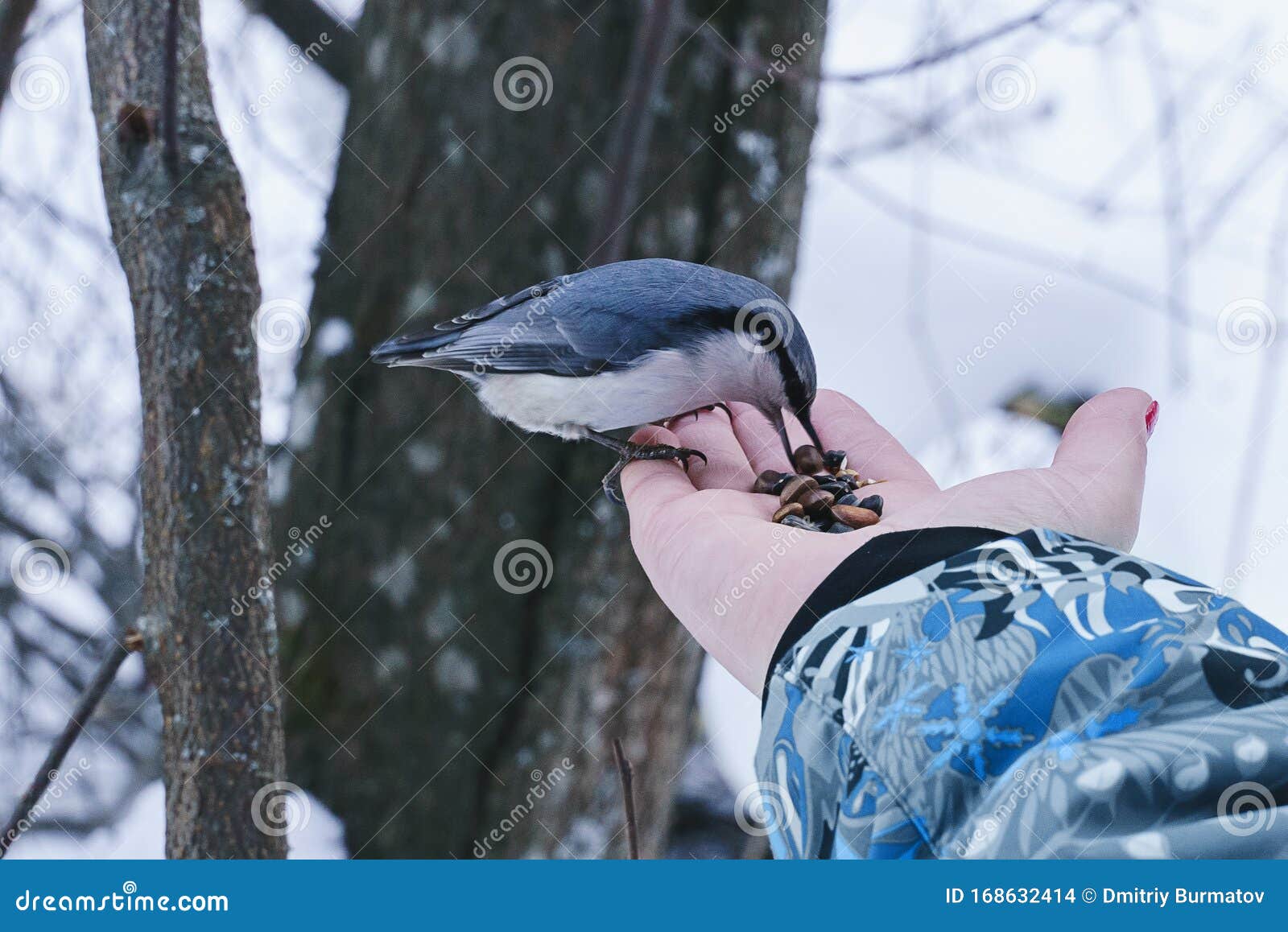 nuthatch peck pine nuts withe a hands
