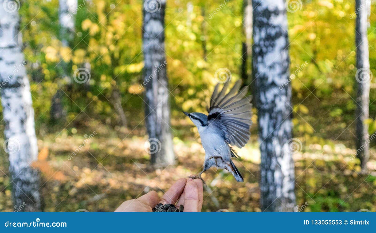 nuthatch sitta europea is sitting on the hand with open wings, tomsk.