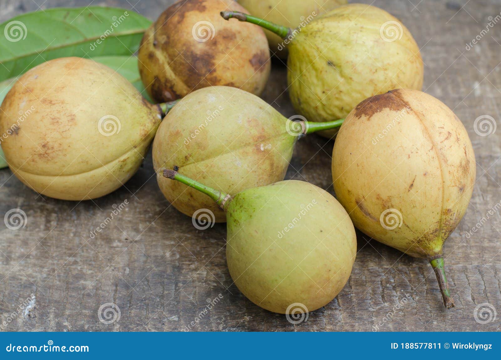 Fresh Organic Nutmeg Fruits or `Myristica Fragrans` is Botanical Name from the Natural Garden