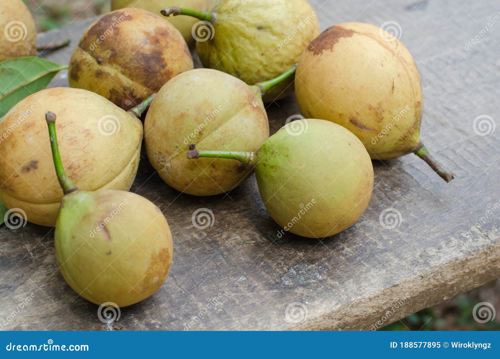 Fresh Organic Nutmeg Fruits or `Myristica Fragrans` is Botanical Name from the Natural Garden