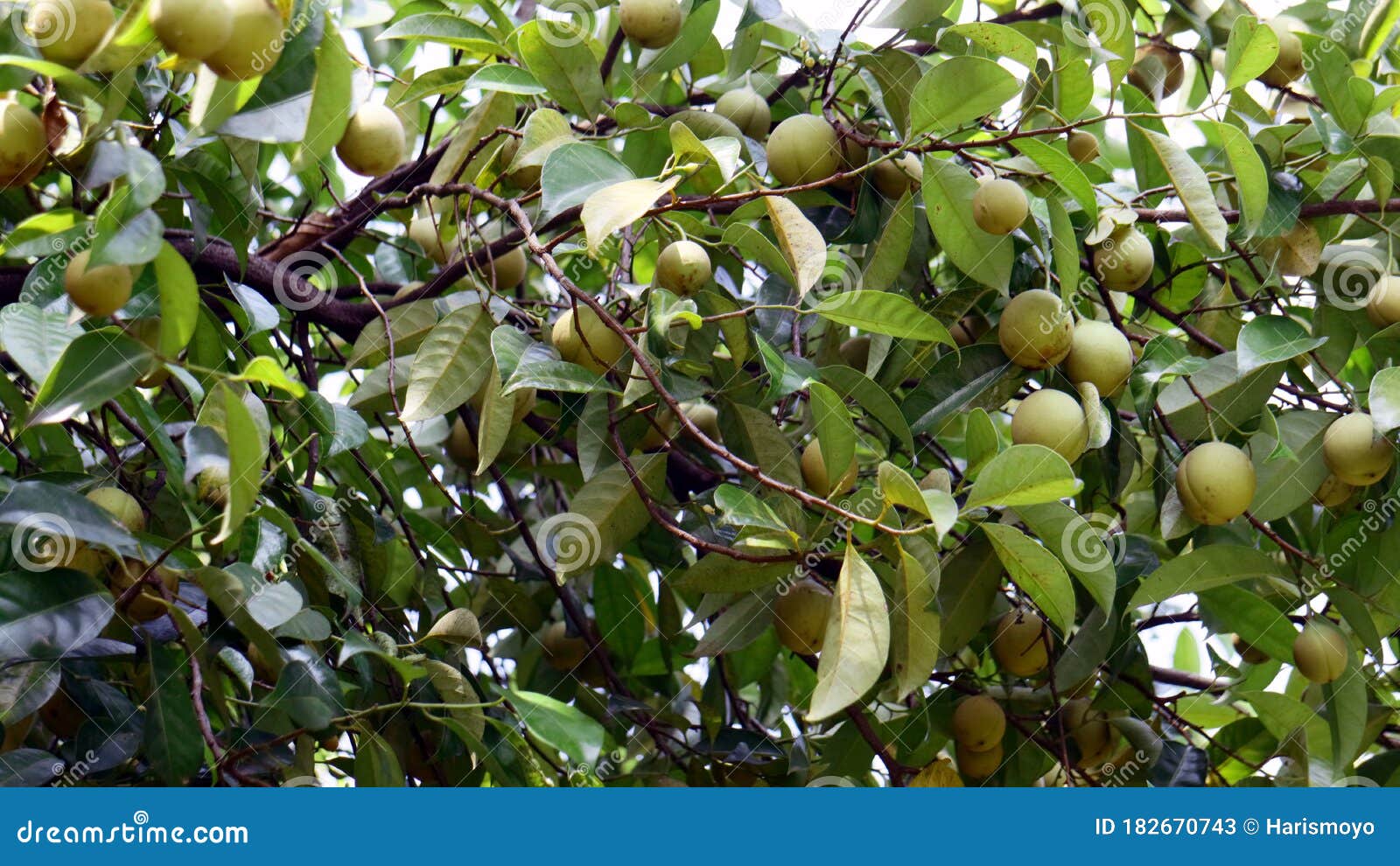 Nutmeg Fruit Shown On The Spice Tour In Rural Zanzibar, Africa RoyaltyFree Stock Photo