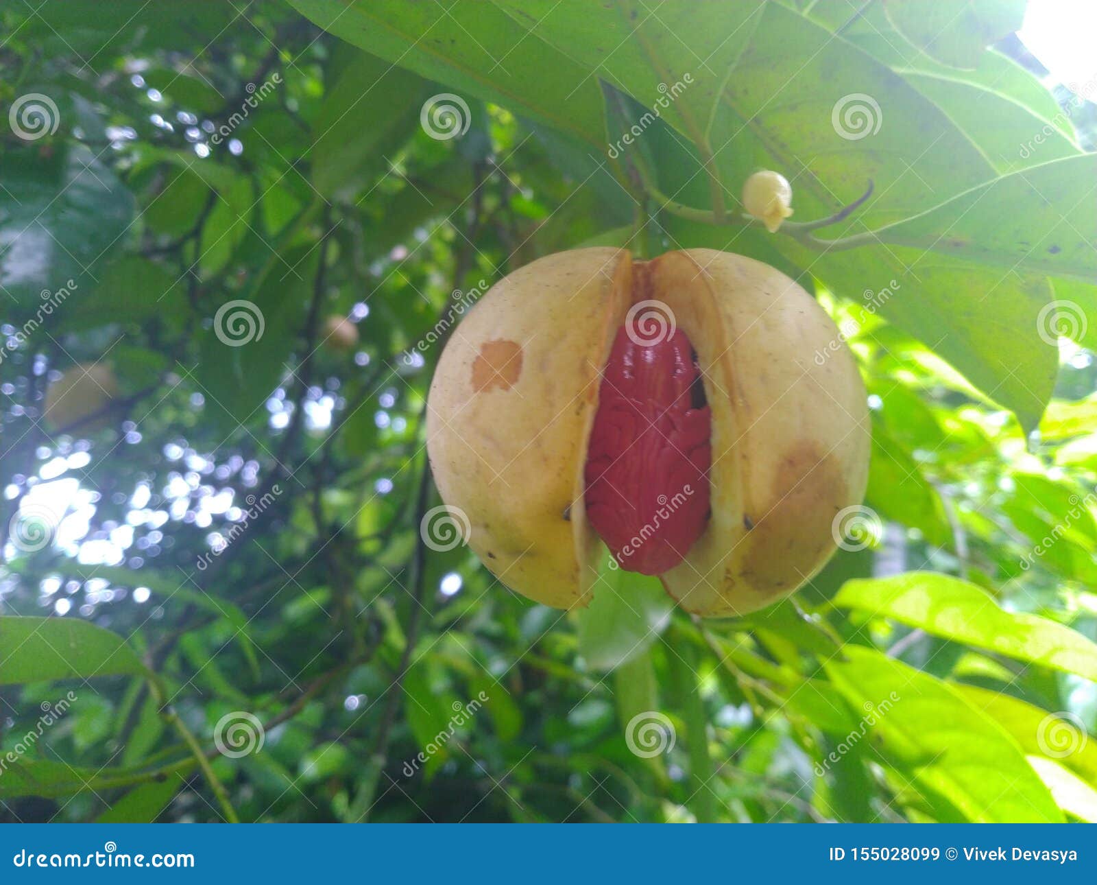 nutmeg fruits in the tree and ready to fall