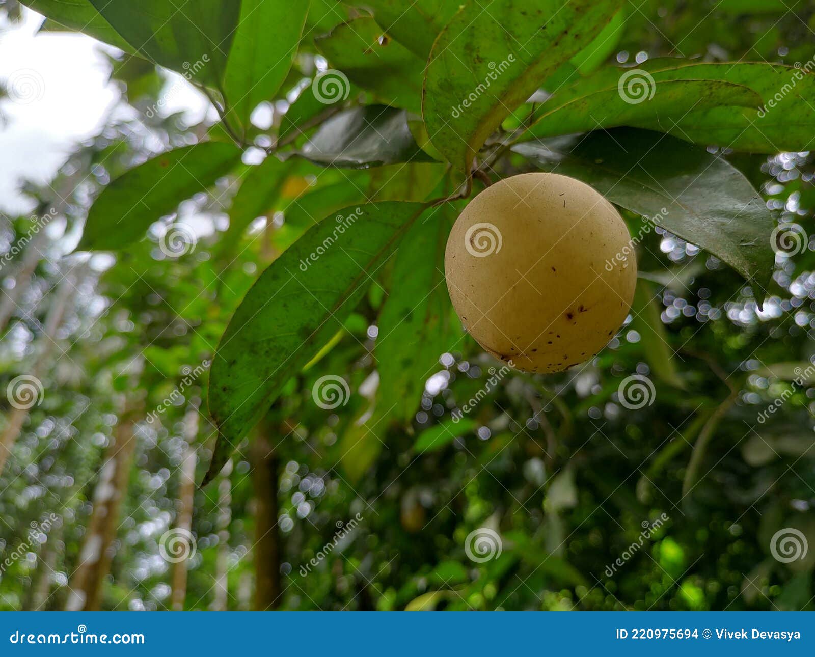 nutmeg in green fade background
