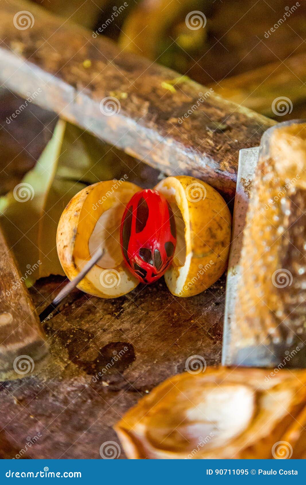 Nutmeg in Grenada, Caribbean Stock Image - Image of caribbean, grenada ...