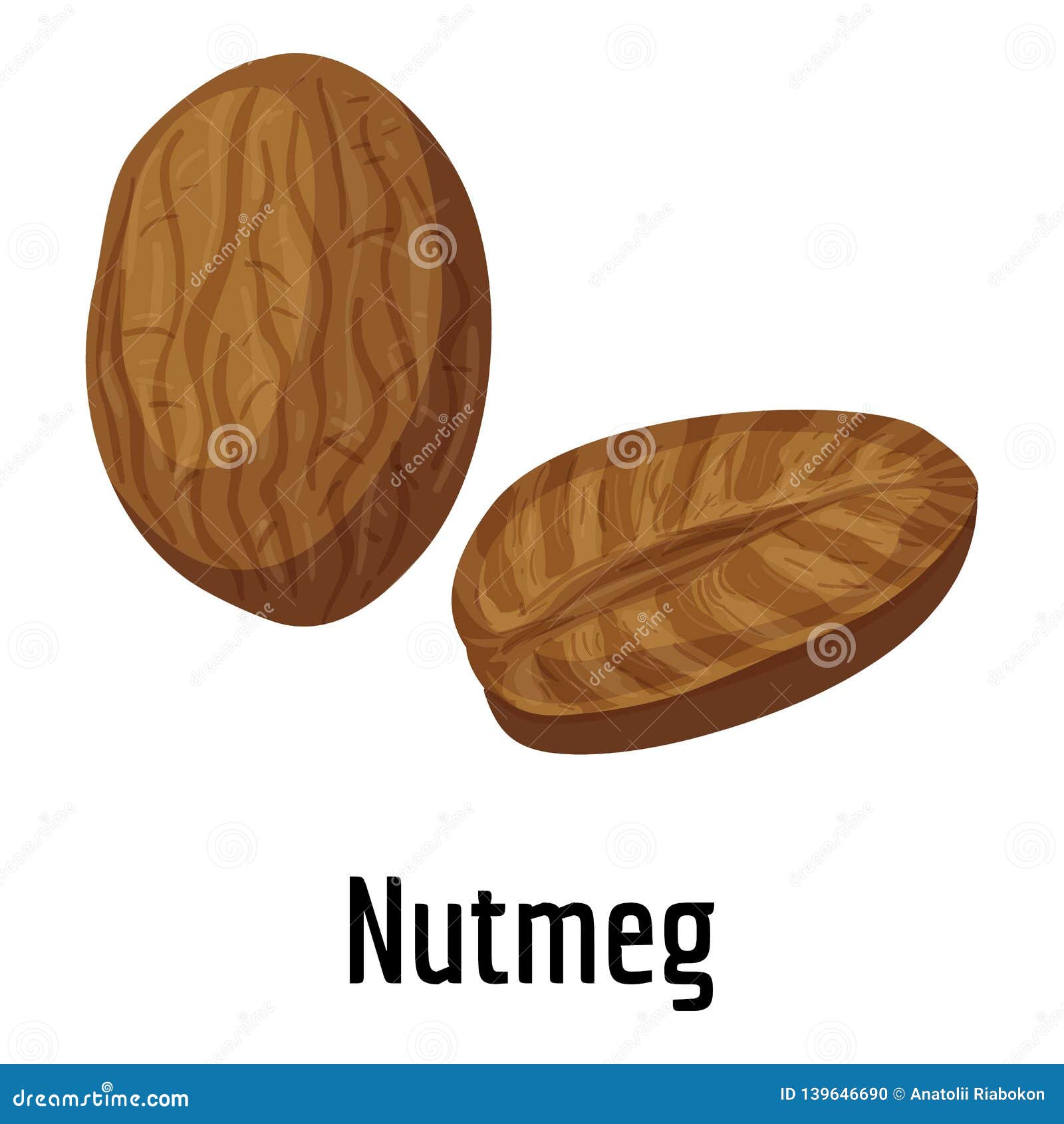 Nutmeg icon, cartoon style stock vector. Illustration of natural 139646690