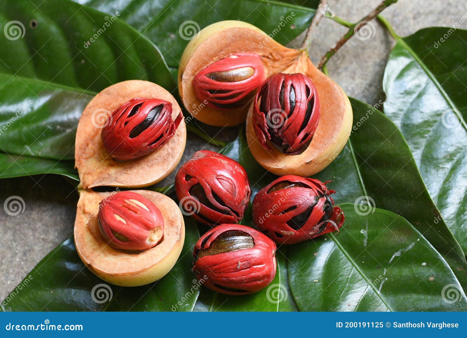 Nutmeg Many Isolated. Red Nutmeg Fruit, Seeds Kerala India Stock Image