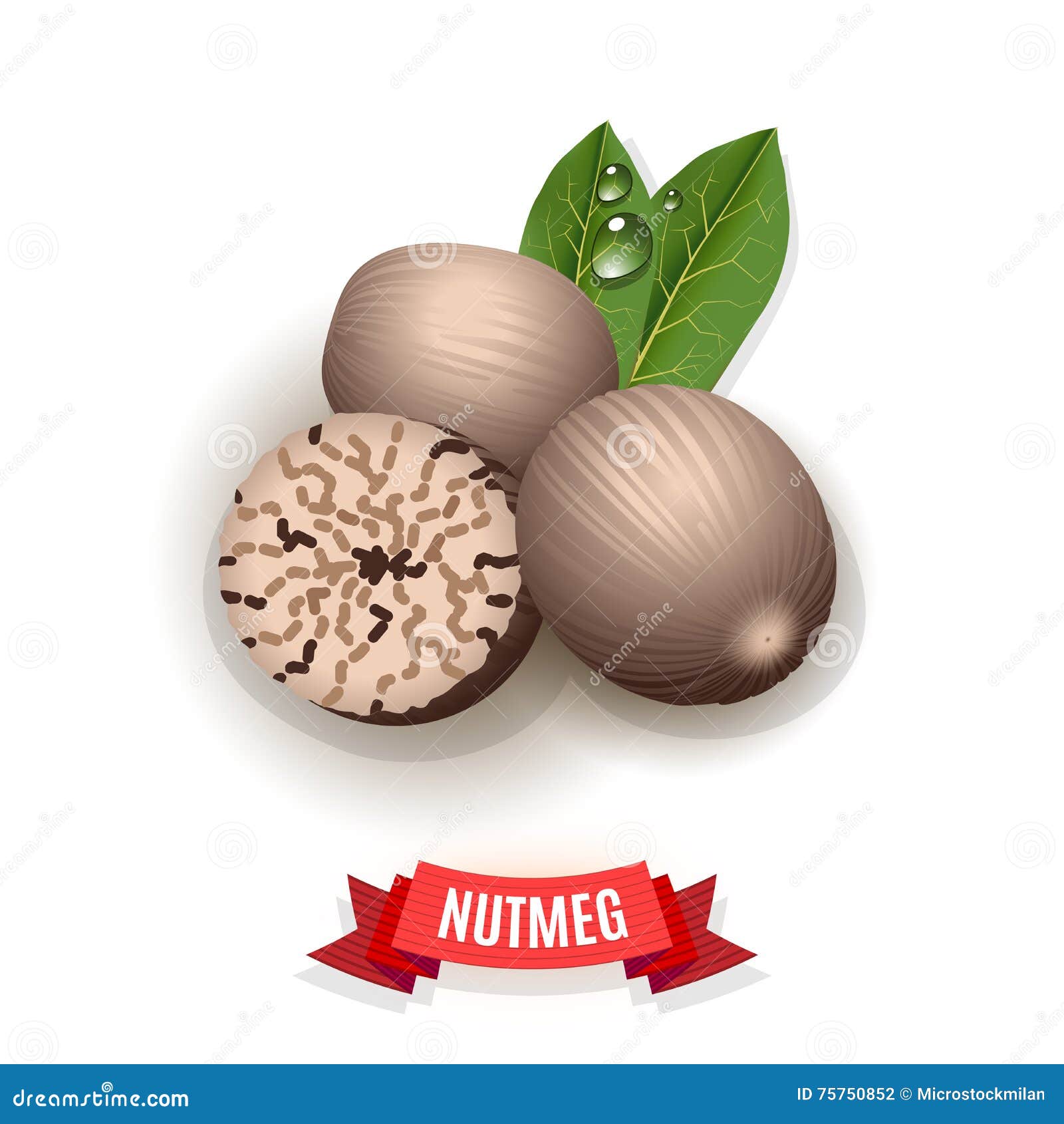 Nutmeg Spice Vector Drawing. Ground Seasoning Nut Sketch. Dried Seeds