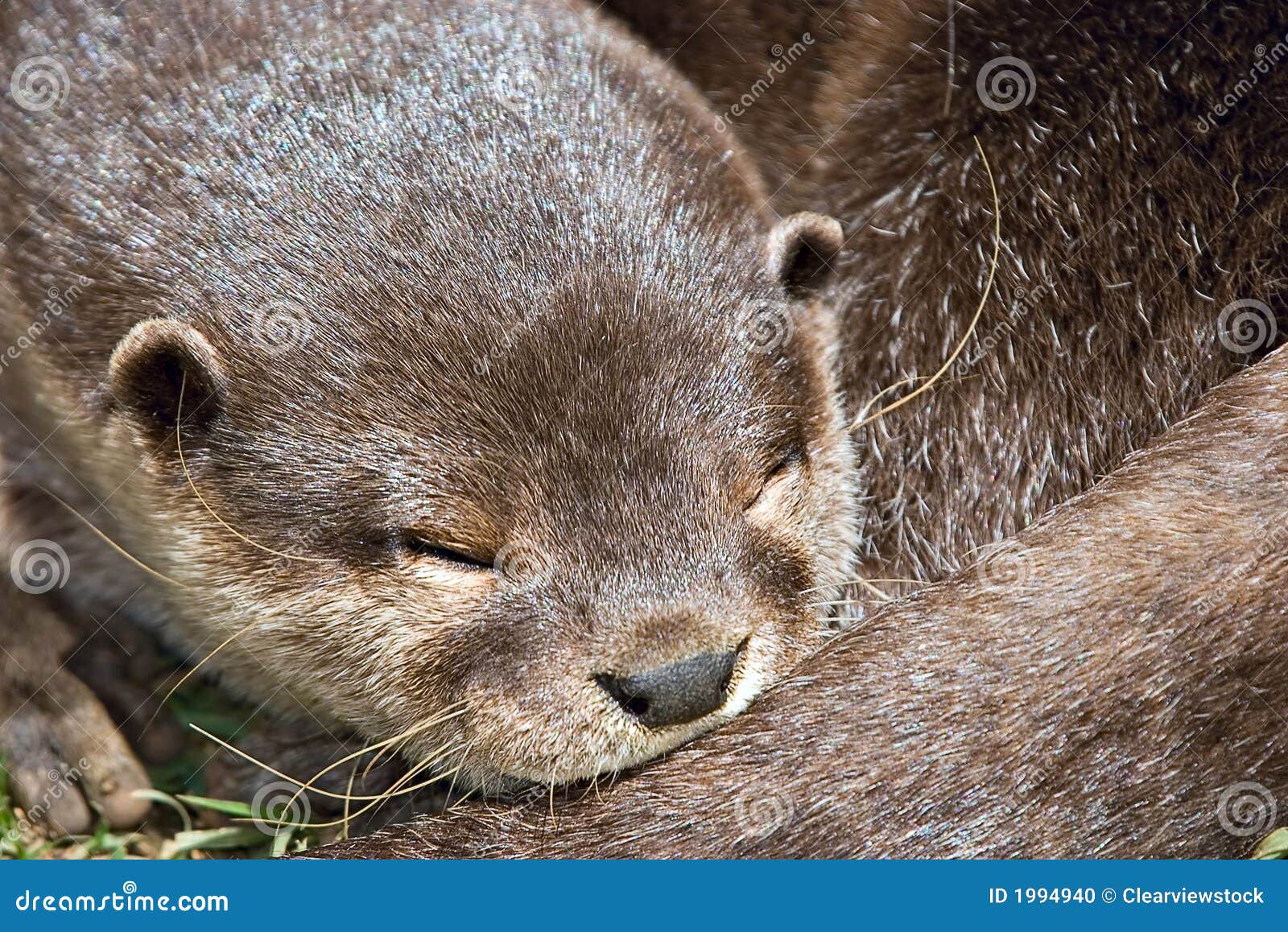 Nutria el dormir imagen de archivo. Imagen de secuencias - 13990601