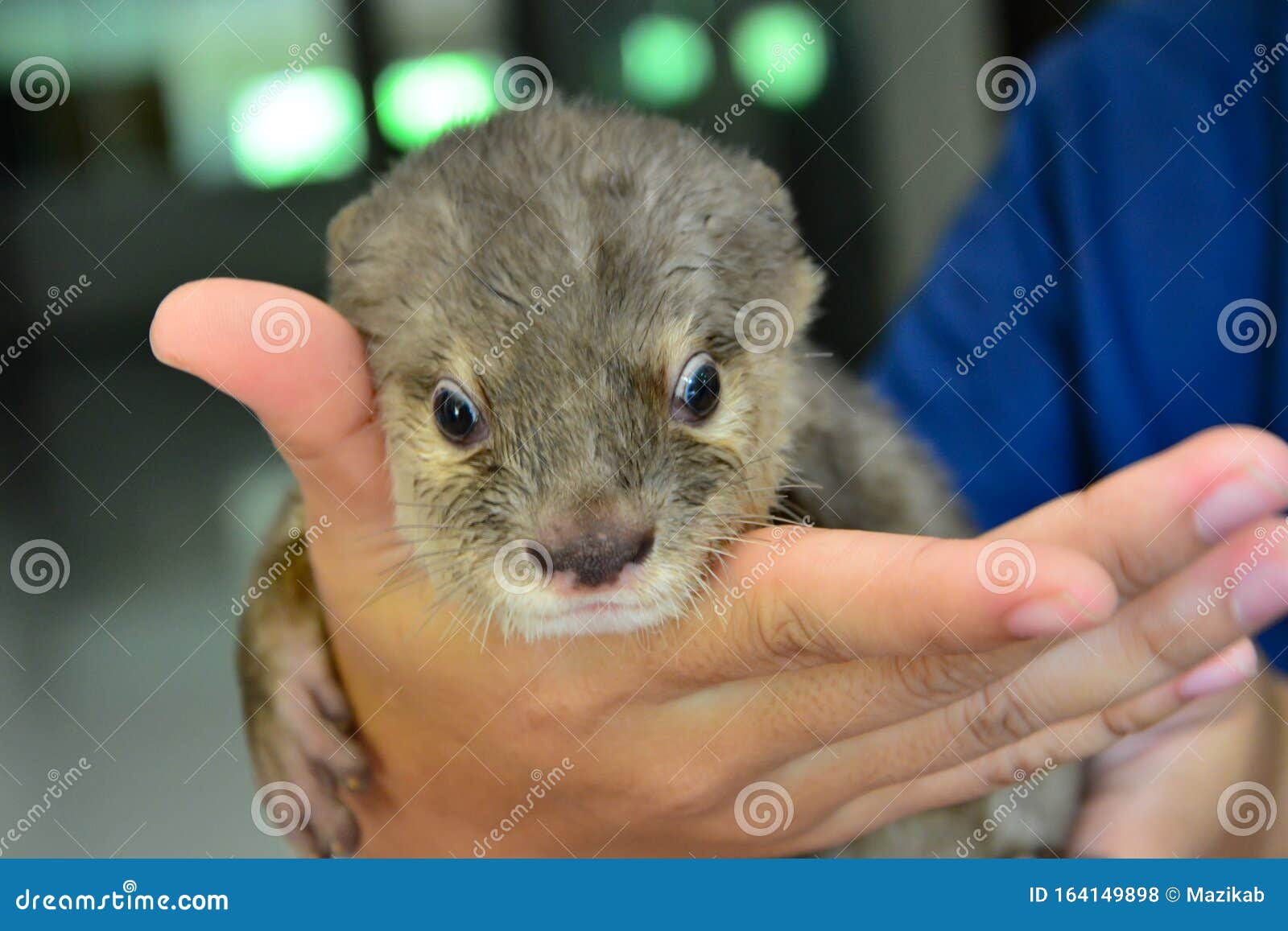 https://thumbs.dreamstime.com/z/nutria-beb%C3%A9-nuez-de-en-la-secci%C3%B3n-infantil-164149898.jpg