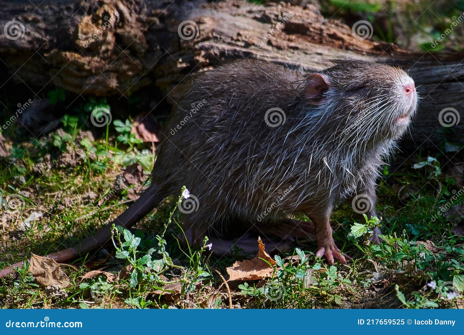 Nutria Coypurodent Water Animal Eats Grass Stock Image Image of