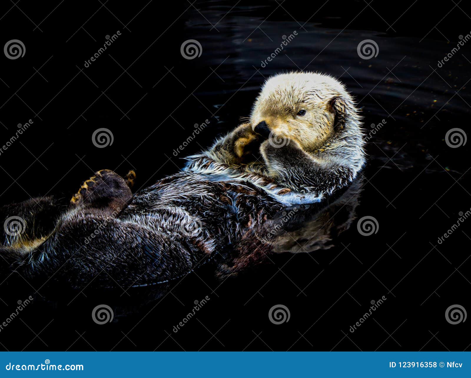 Nutria De Mar Que Flota En El Agua Foto de archivo Imagen de nariz