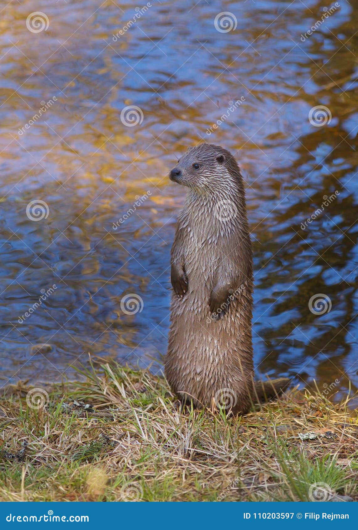 Nutria Derecha Con Agua En Fondo Imagen de archivo Imagen de mentira