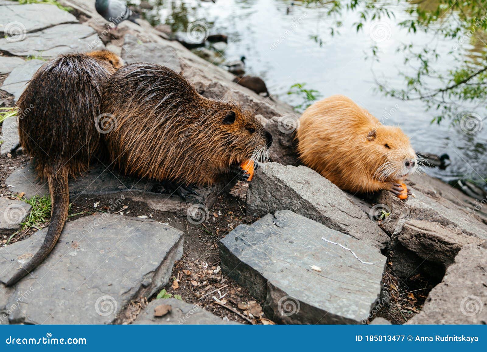 Nutria eat vegetables stock image. Image of prague, closeup 185013477