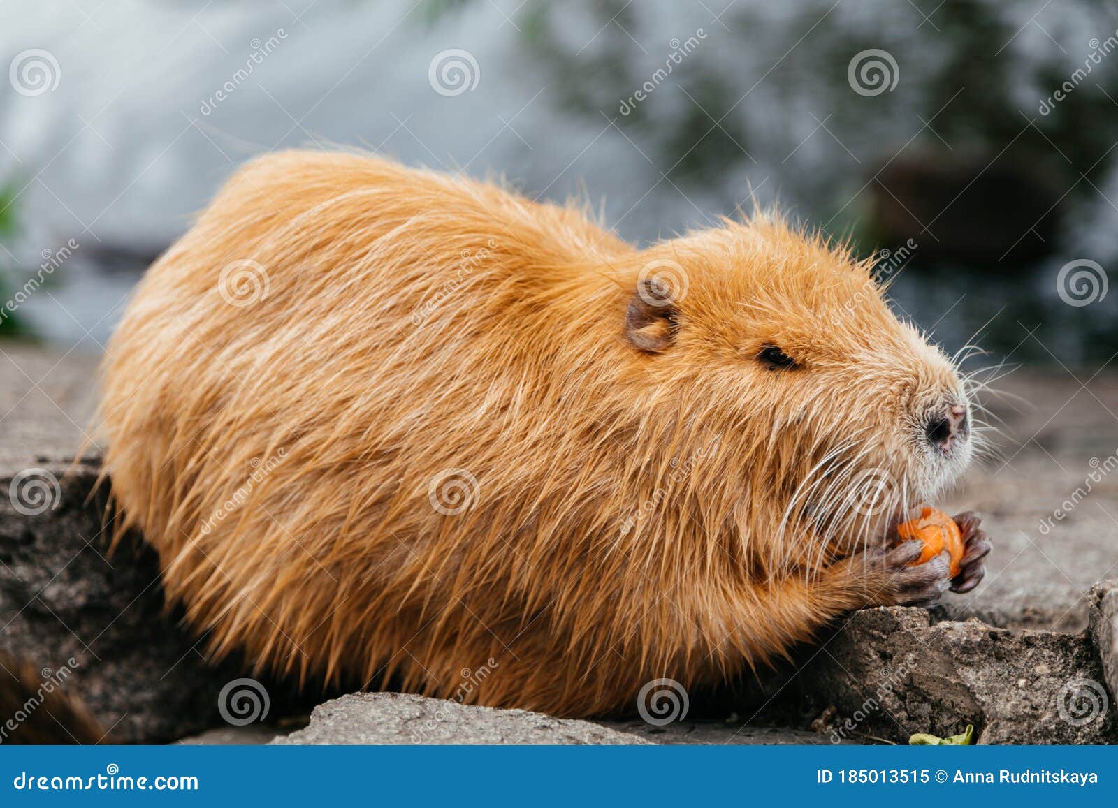 Nutria eat vegetables stock image. Image of cute, water 185013515