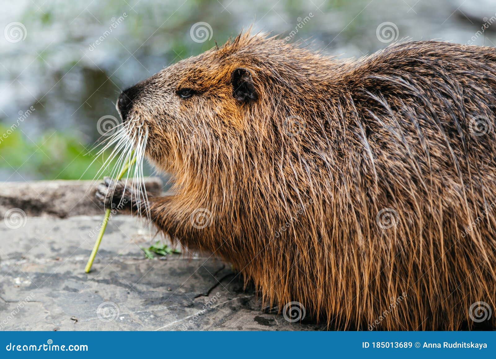 Nutria eat vegetables stock image. Image of wild, rodent 185013689