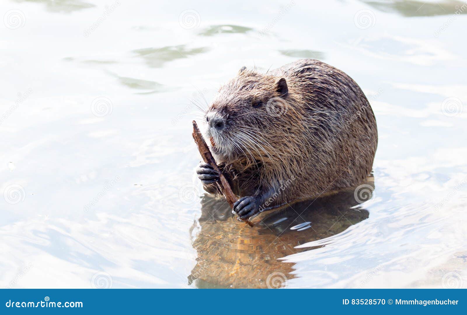 A Nutria when Eating Water Plants Stock Photo Image of apparel, sharp