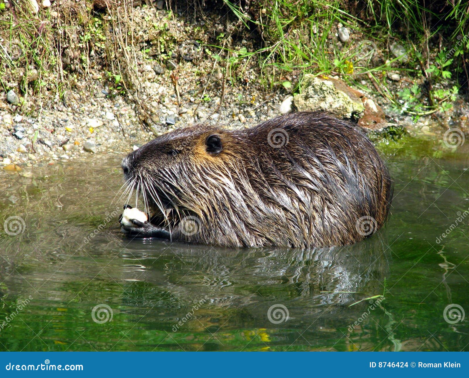 Nutria en agua foto de archivo. Imagen de feeding, roedores 8746424