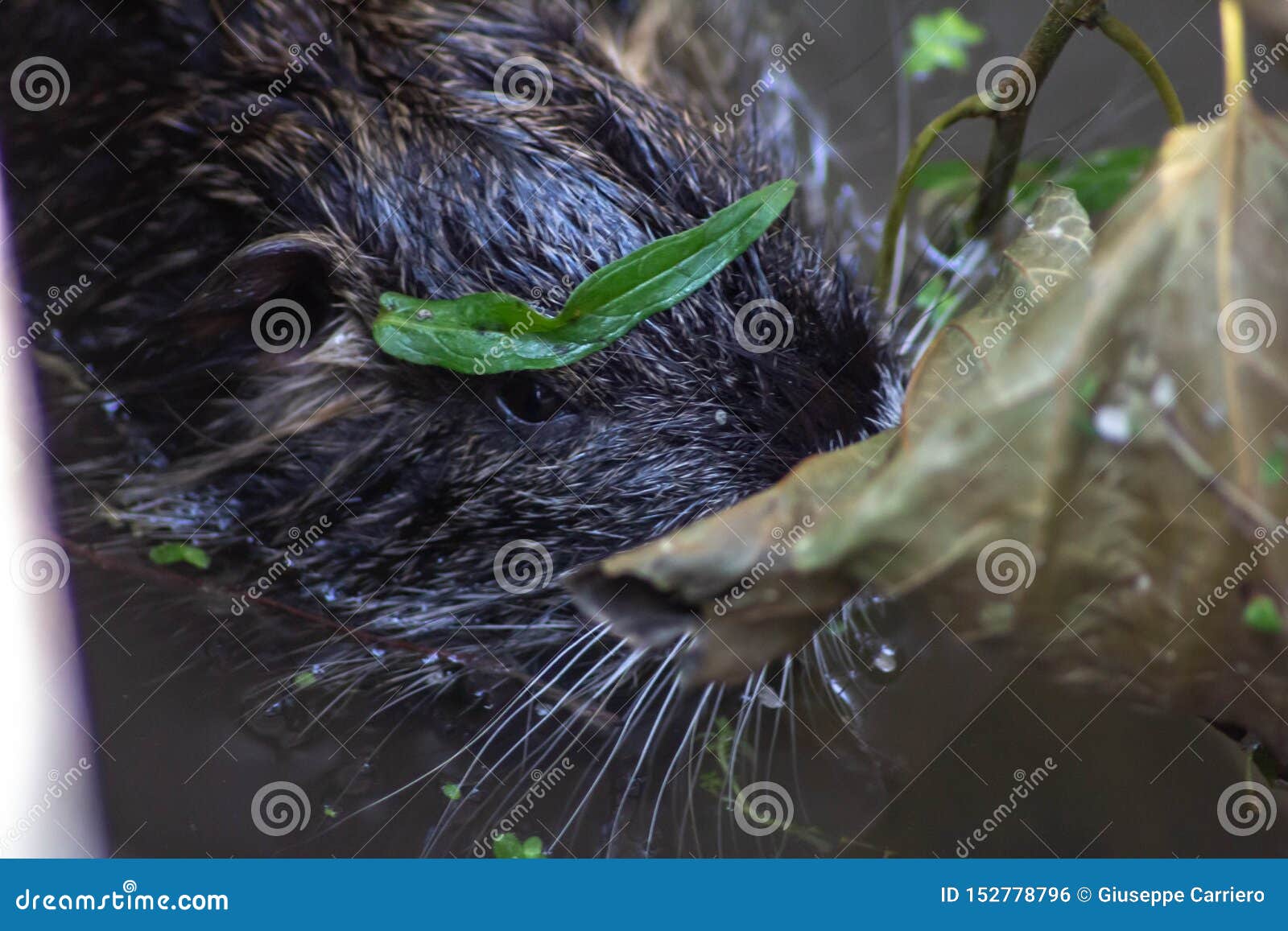 CAÇANDO OS MAIORES RATOS DO MUNDO NO PÂNTANO 