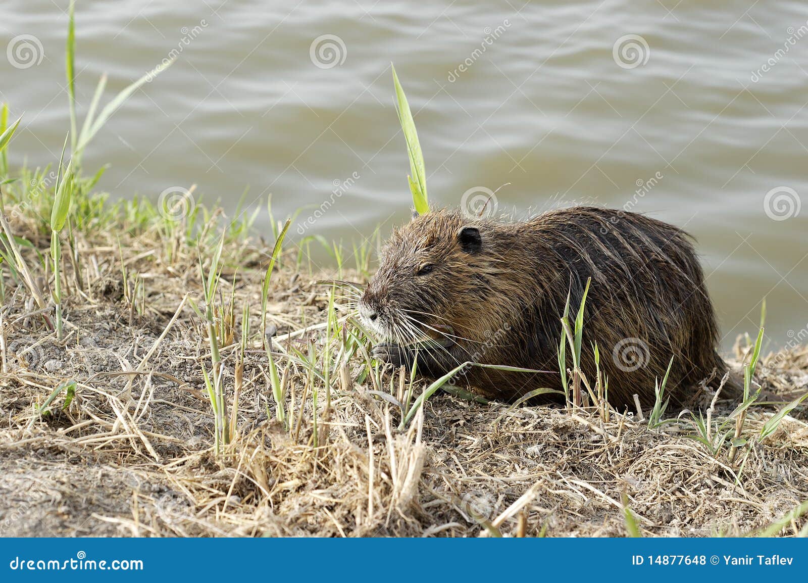 nutria - zoom out