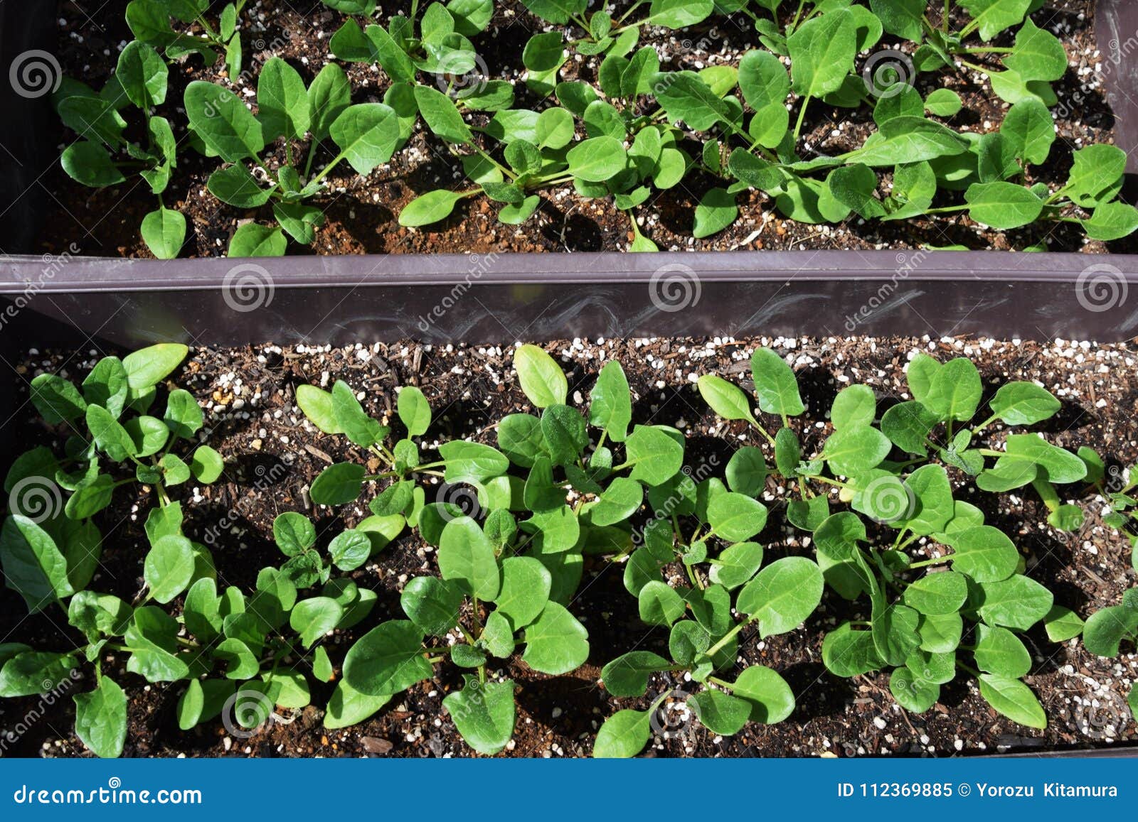 Spinach cultivation stock image. Image of vegetables - 112369885