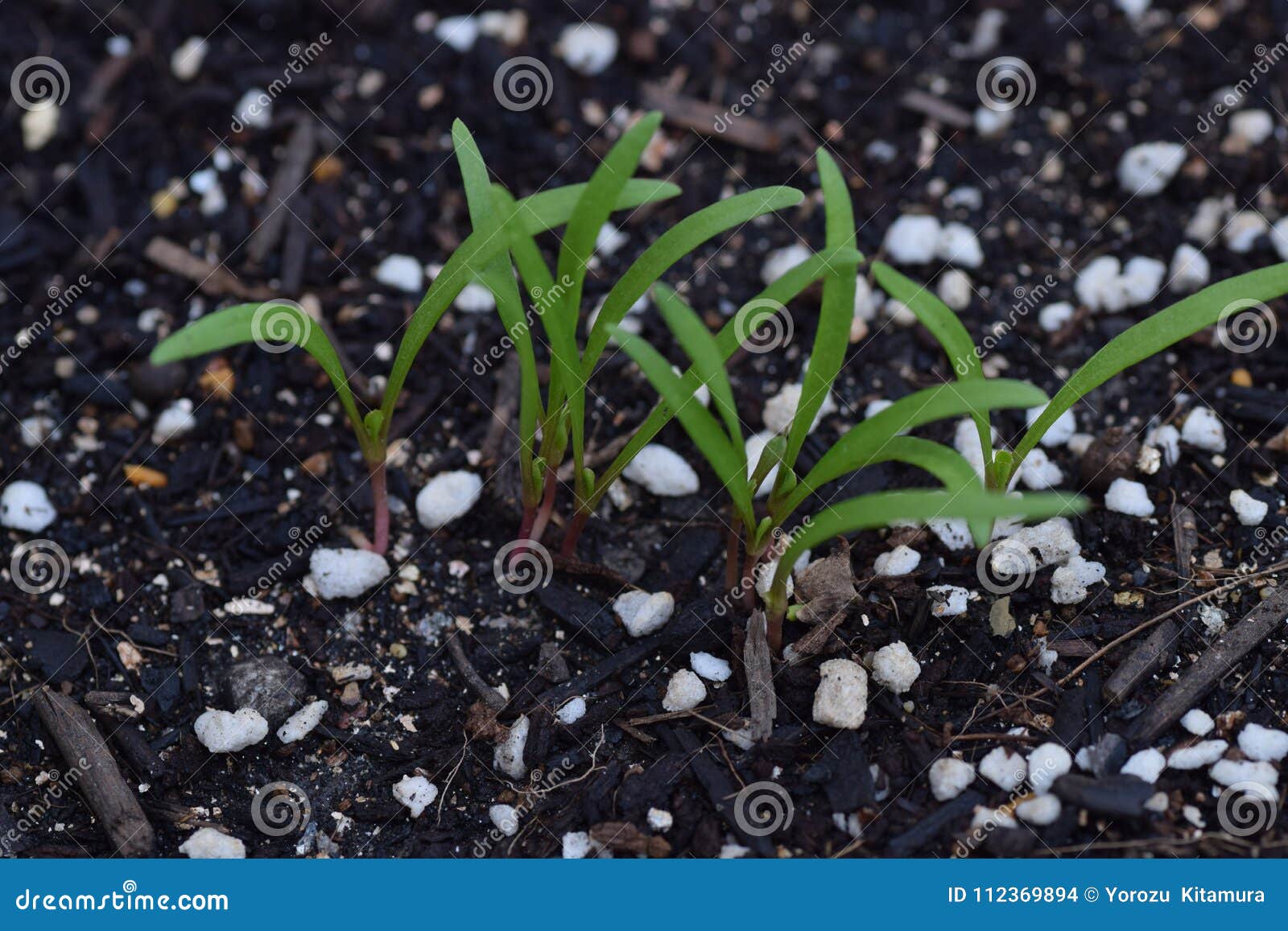 Spinach cultivation stock photo. Image of family, garden - 112369894