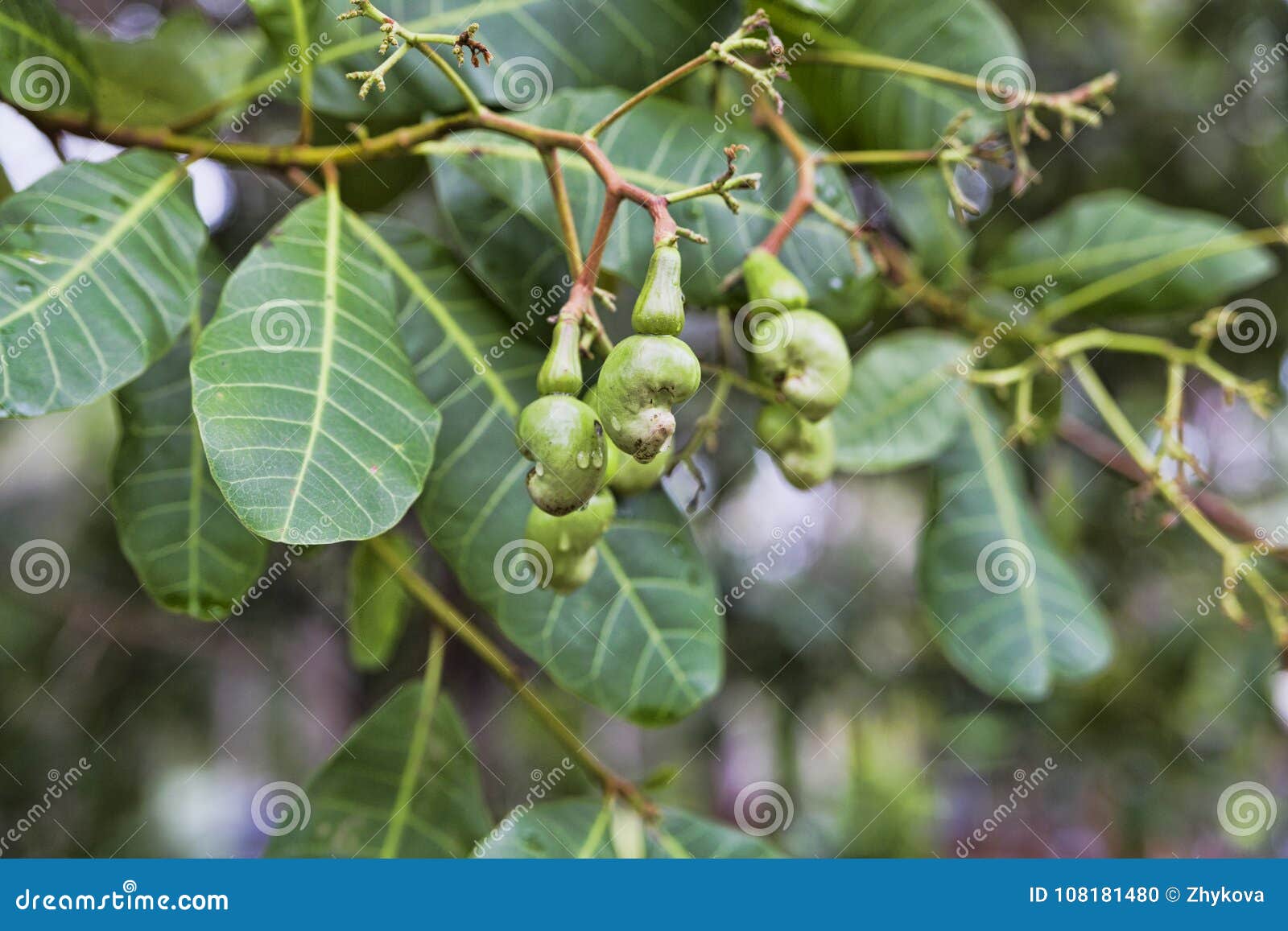 Cashew Nuts are the Most Expensive Peanuts in the World Stock Photo