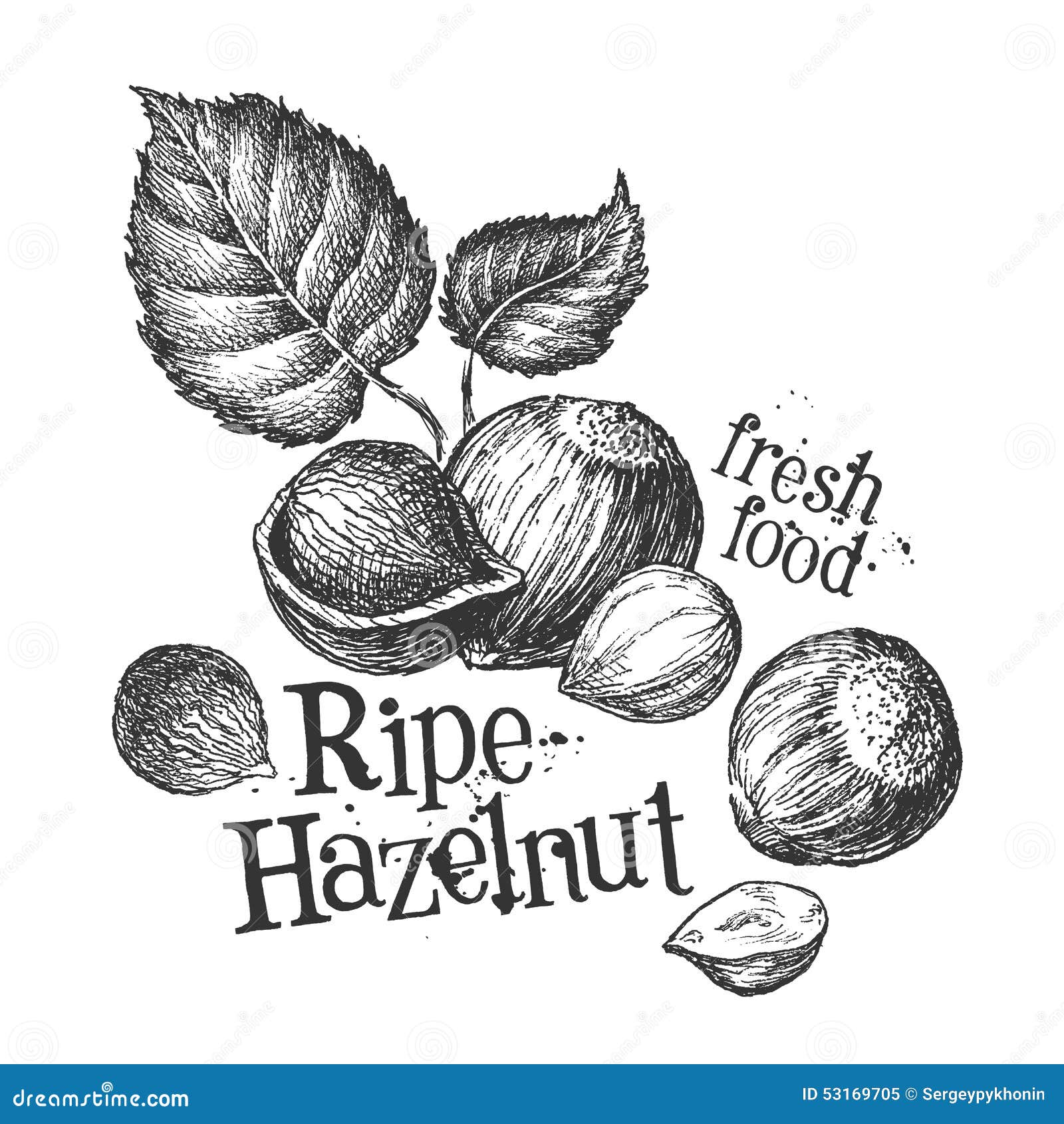 Nuts, Hazelnuts on a White Background. Sketch Stock Illustration