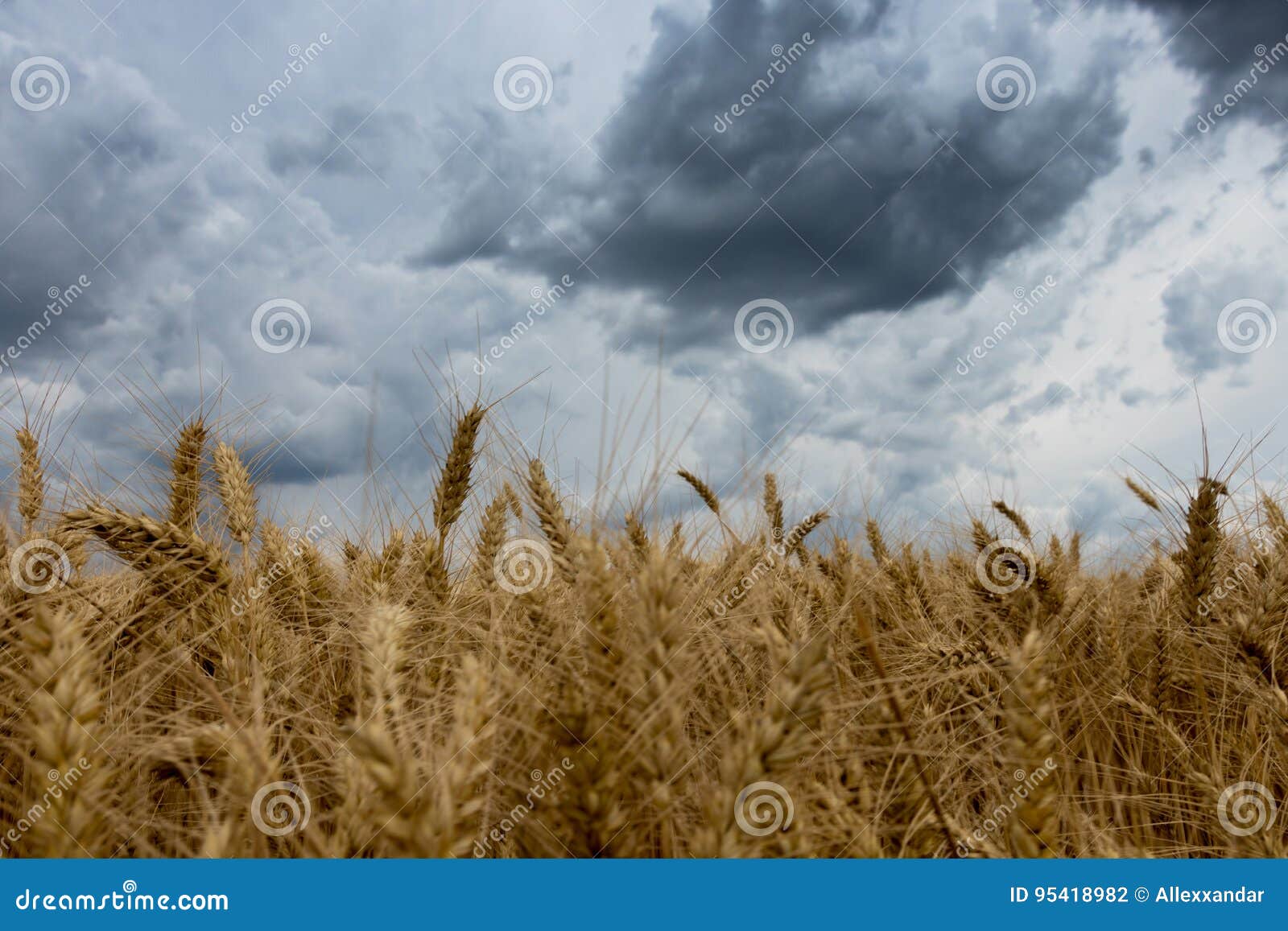 Nuvens De Tempestade Sobre O Campo De Trigo Foto de Stock - Imagem de