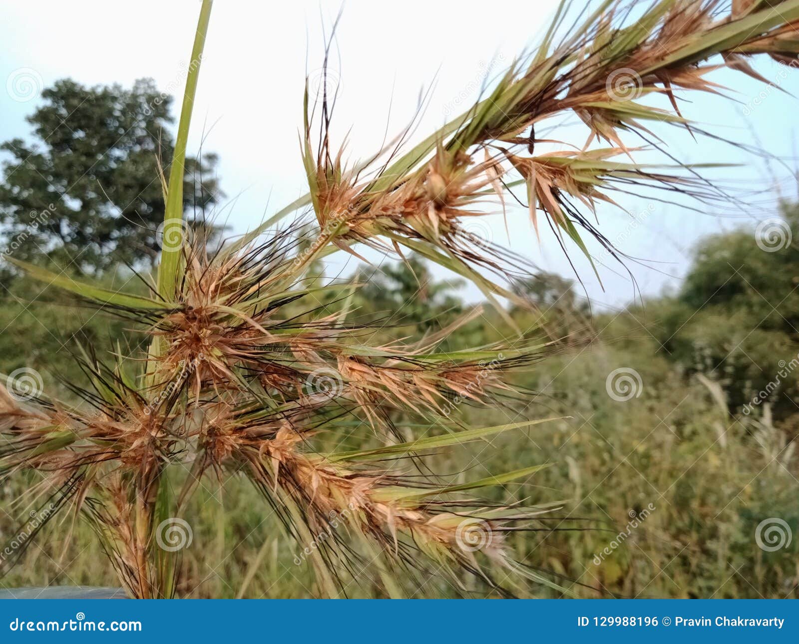 Nuvens E Ceu Com Grama Fundo Do Papel De Parede Da Paisagem Foto De Stock Imagem De Nuvens Paisagem 129988196