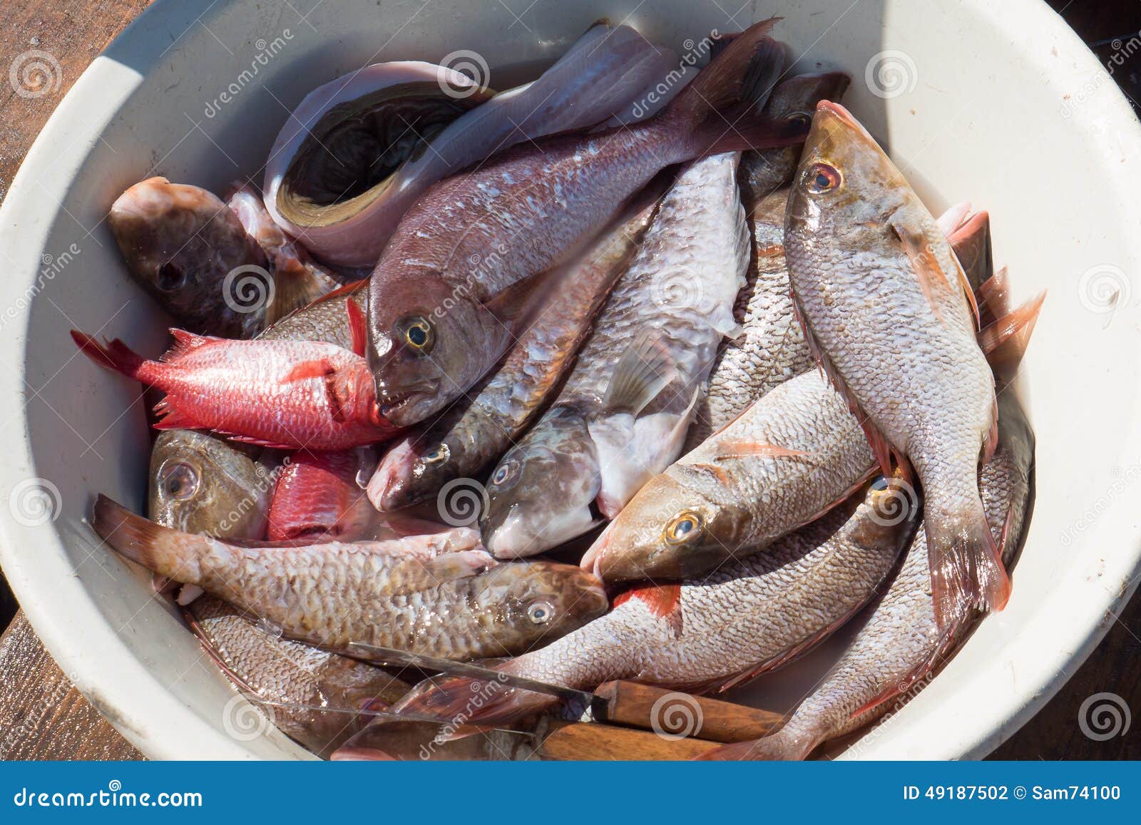 kæmpe Evakuering vest Ny Fisk Som Säljer I Santa Maria Beach I Sal I Kap Verde Arkivfoto - Bild  av gott, fisk: 49187502