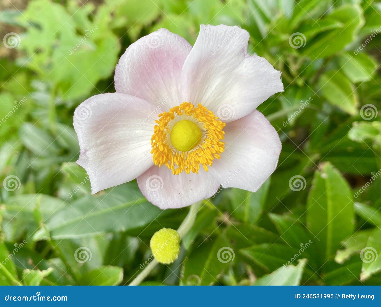 Beautiful Japanese Thimbleweed Blooming in the Park in New York Stock