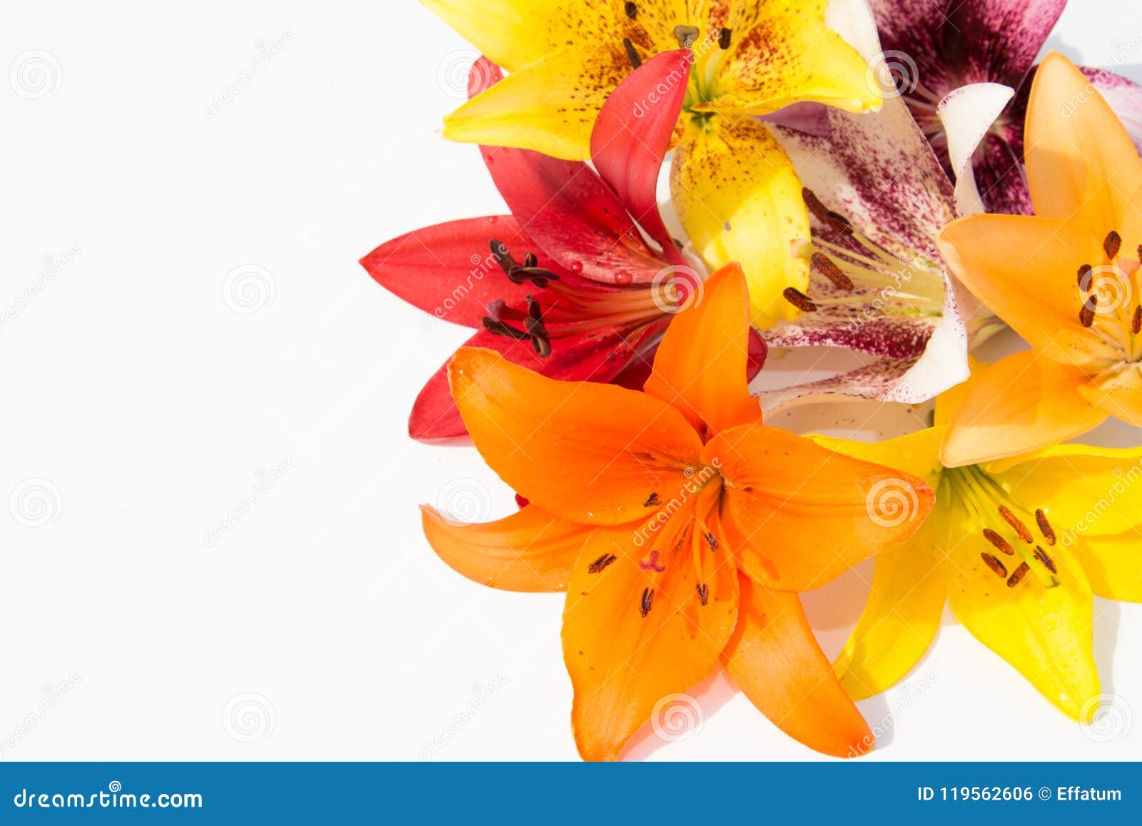 Nya härliga blommor Mjukhet och angenäm lukt Trädgårds- liljor