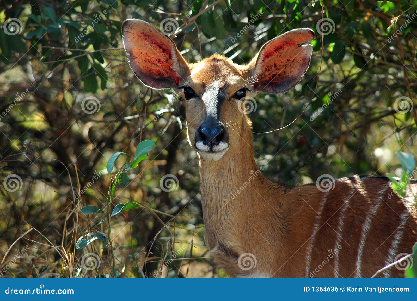 nyala