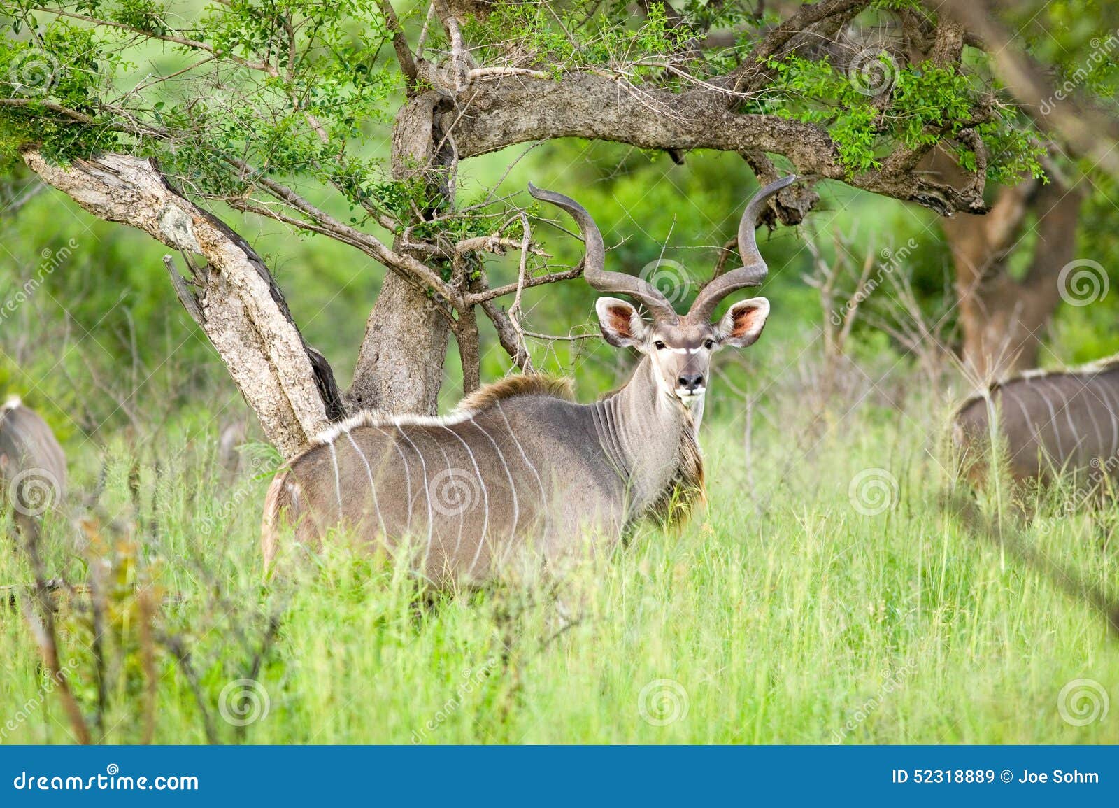 nyala, also called bushbuck in umfolozi game reserve, south africa, established in 1897