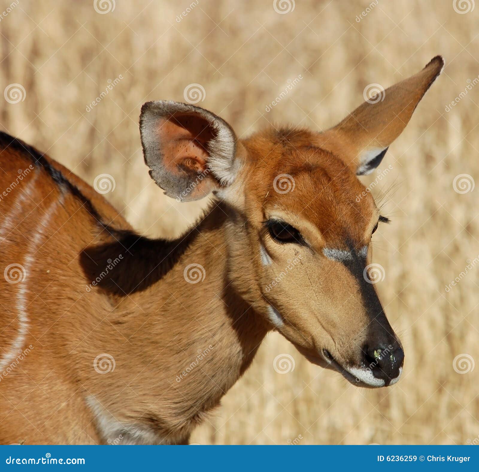 nyala antelope