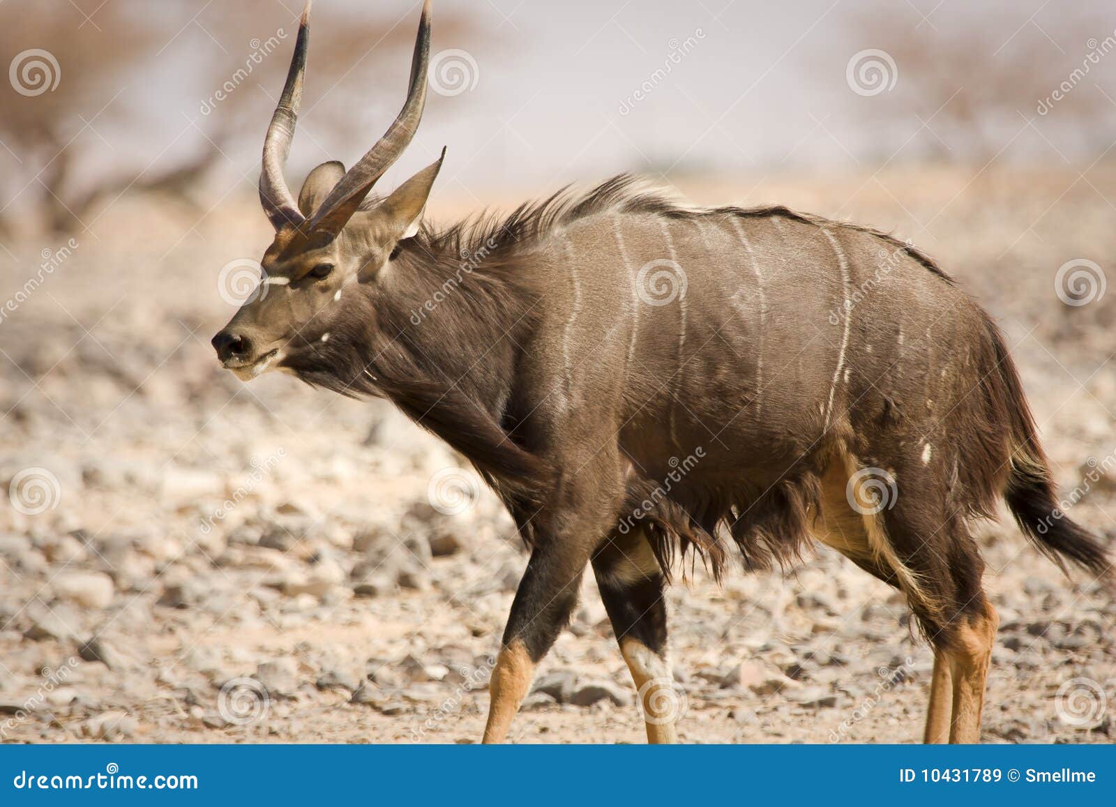 nyala antelope on desert