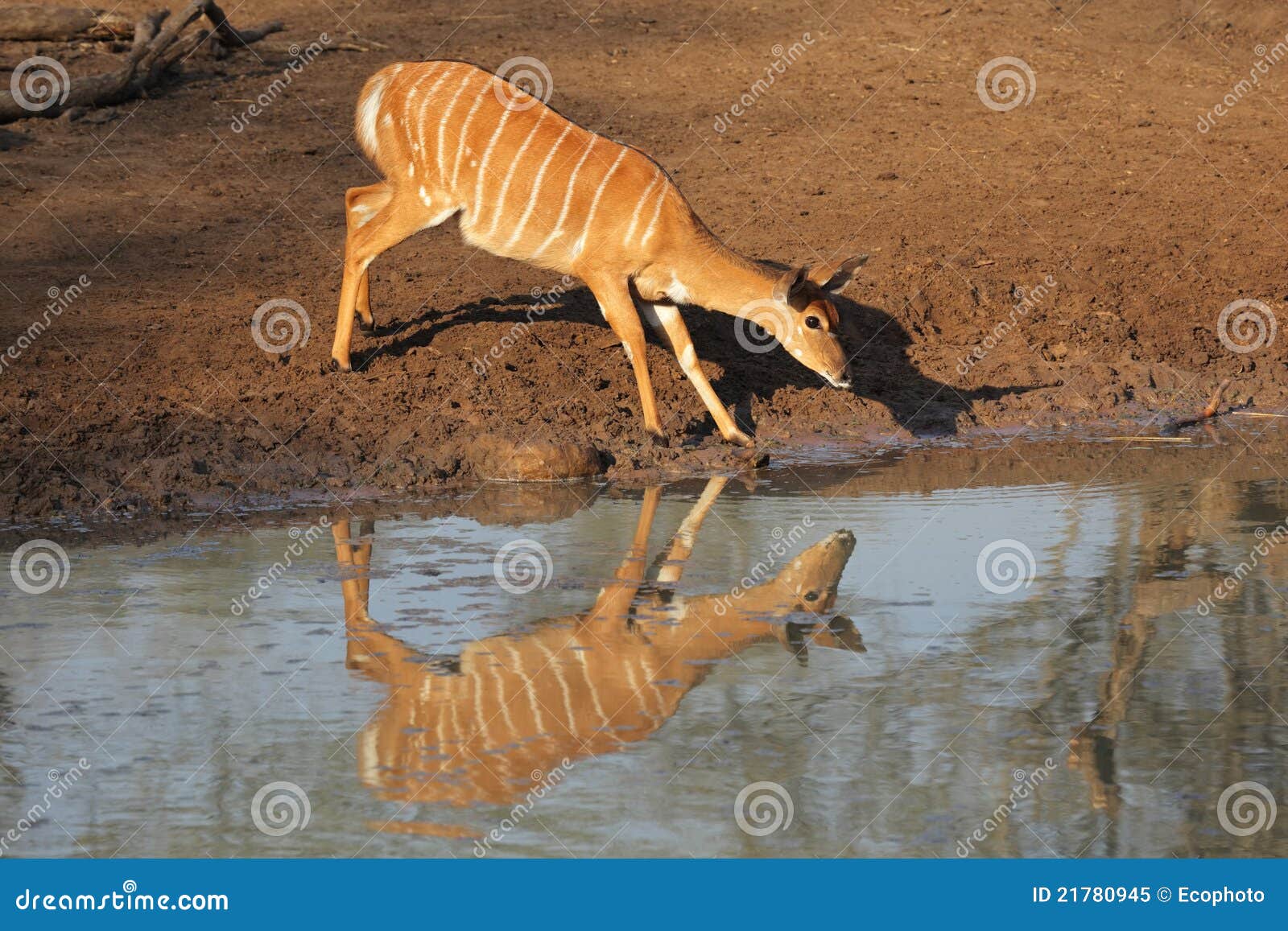 Nyala antelope drinking stock image. Image of drinking 21780945
