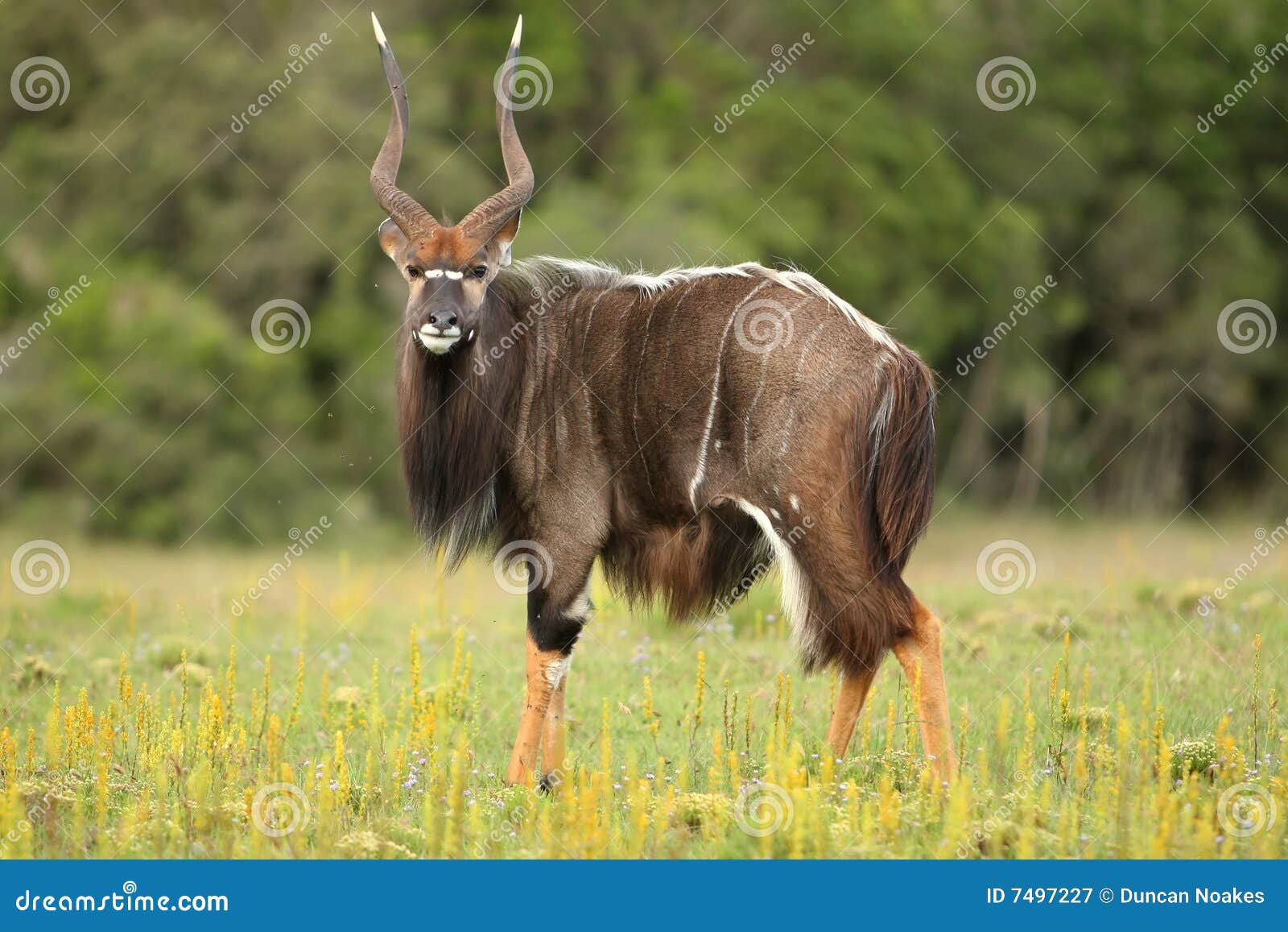 nyala antelope ram