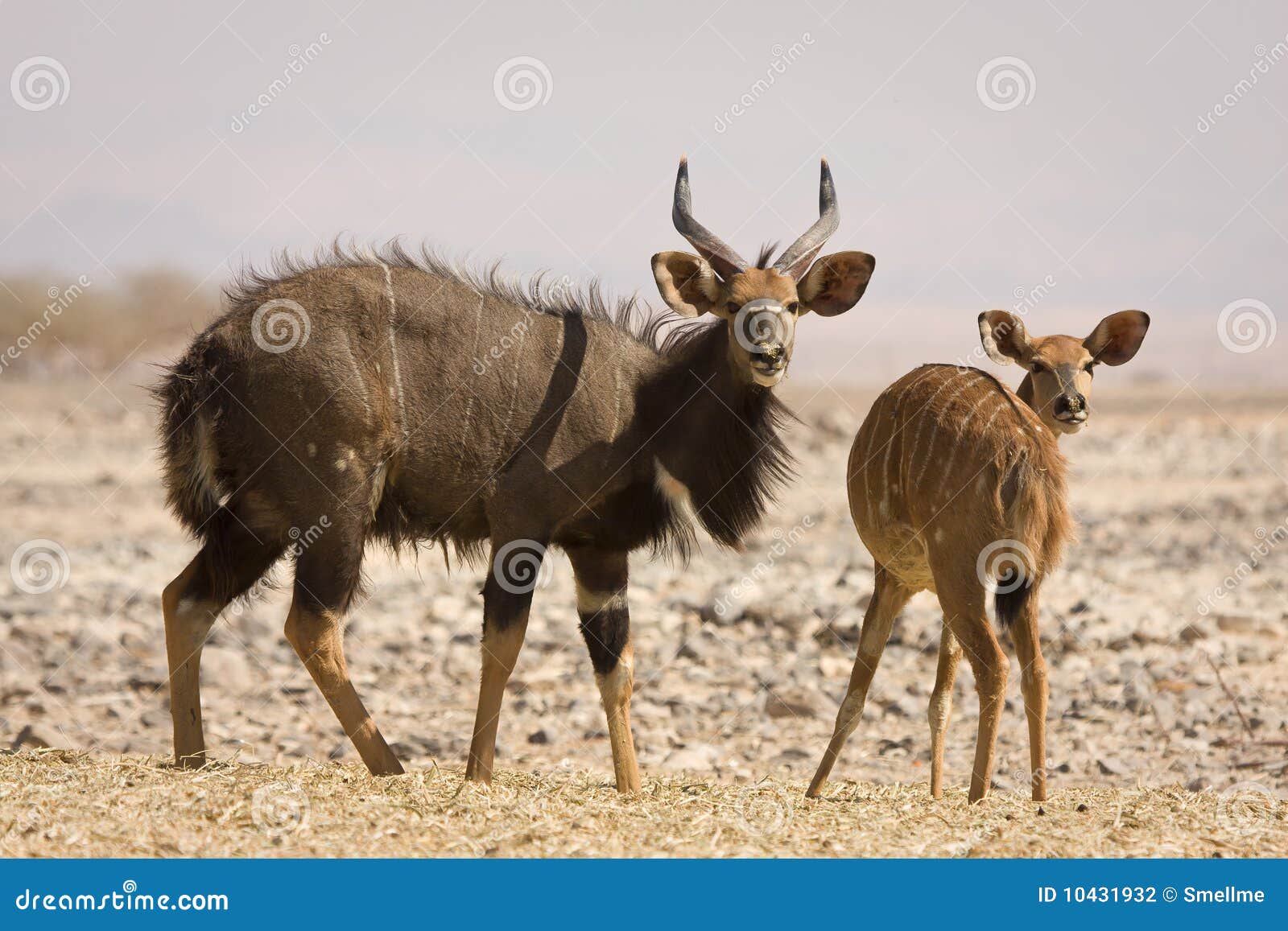 nyala antelopes
