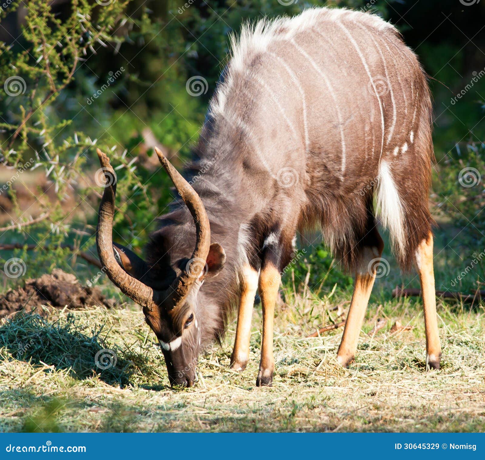nyala font download nyala font download