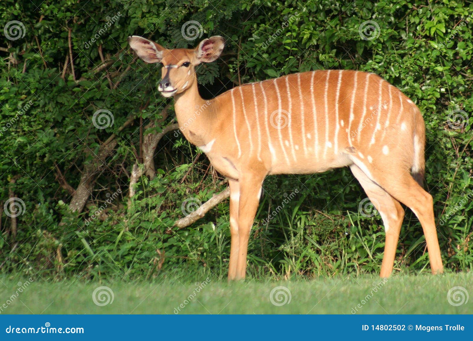 Nyala, South Africa stock photo. Image of striped, wildlife 14802502