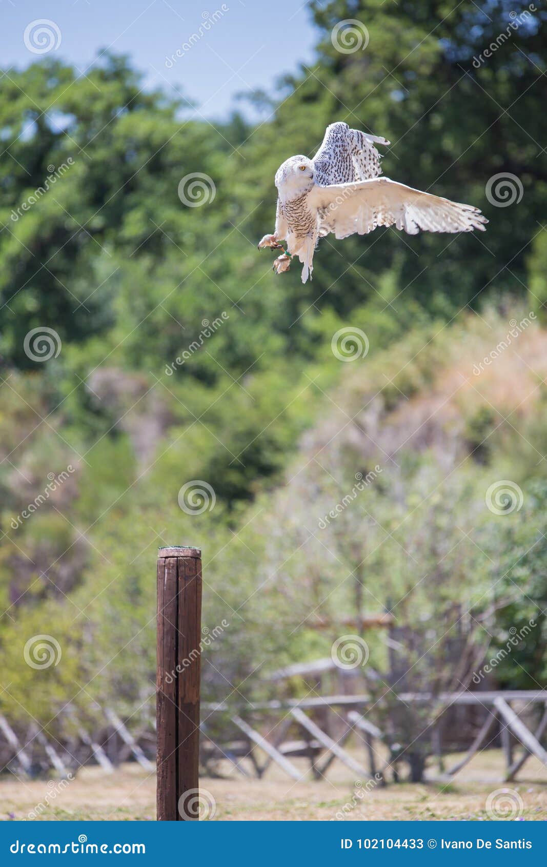 Nyctea Scandiaca-Bubo Scandiacus-Snow White Owl Stock Image - Image of ...