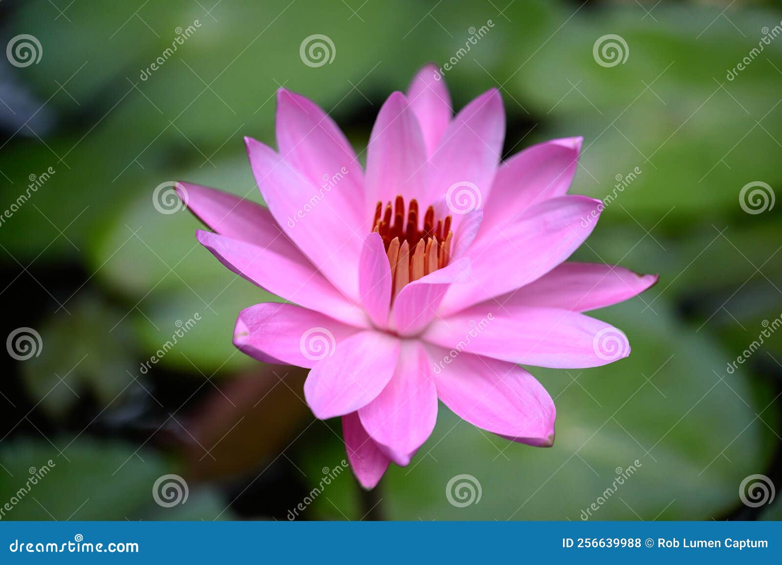 Nymphaea De Flor De Lirio Tropical Rosa En El Estanque Foto de archivo -  Imagen de flor, inflorescencia: 256639988