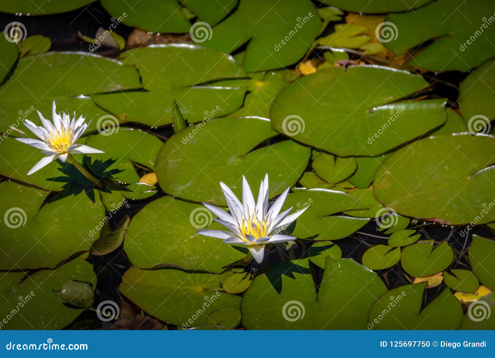 nymphaea lotus flower at itamaraty palace pond - brasilia, distrito federal, brazil