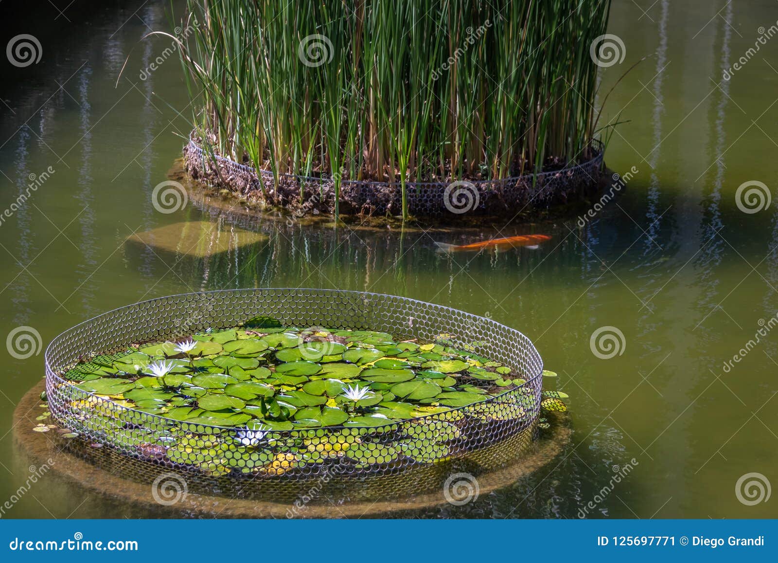 nymphaea lotus flower and koi fish at itamaraty palace pond - brasilia, distrito federal, brazil