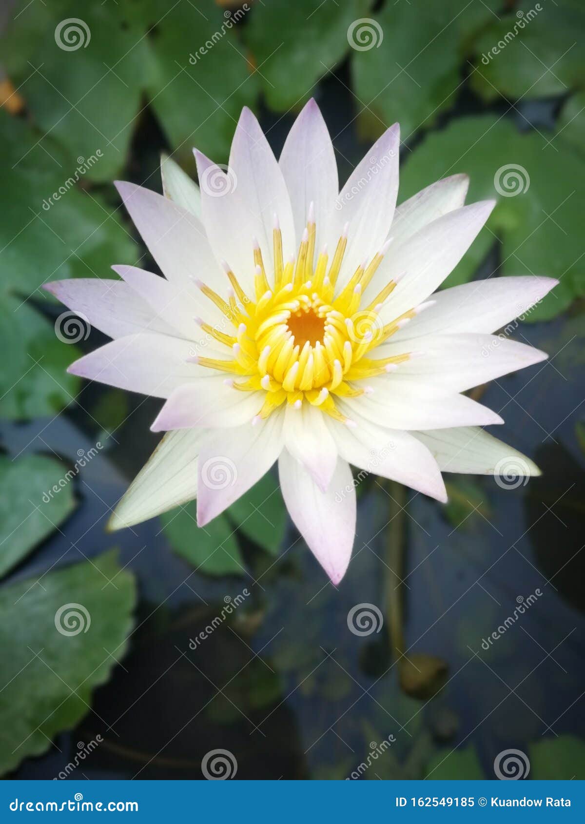 Nymphaea lotus (White Egyptian Lotus)