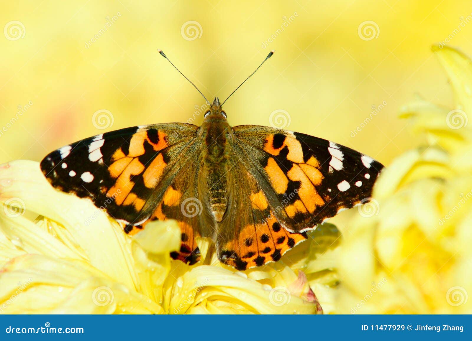 Nymphalidae. красивейшей желтый цвет бабочки остановленный хризантемой