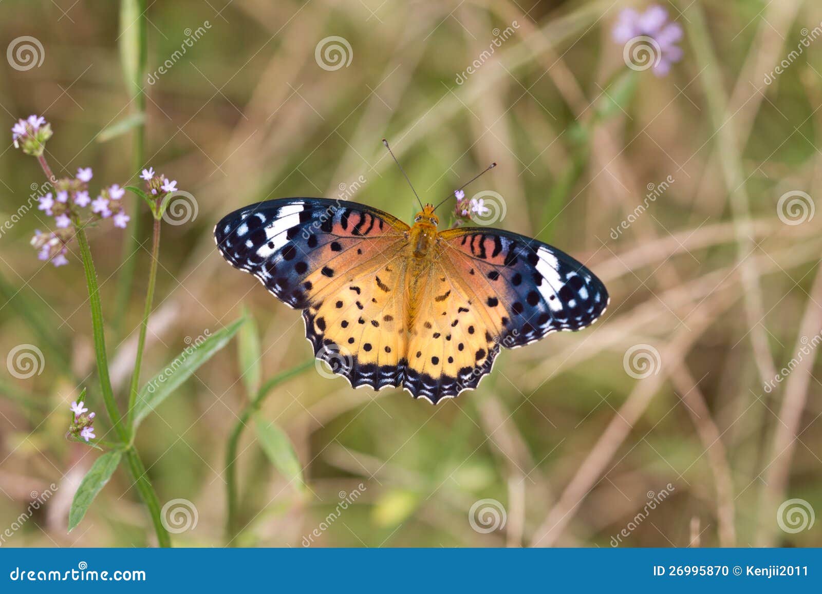 Nymphalidae stock photo. Image of antenna, zoology, ecology 26995870
